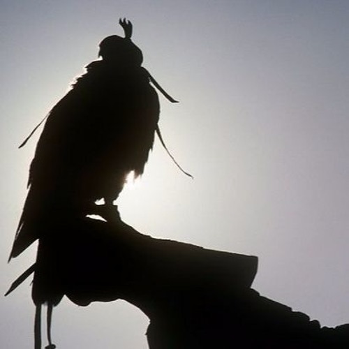 Second Coming ft. HamBa