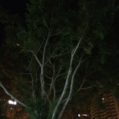 The Park