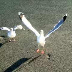 R-Dog- Dance With Seagulls