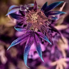 R Punto Pain, Onyse, Adejota - Querran volar