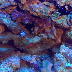 Pongo ft. Paul Provosty