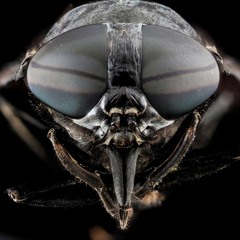 DOOM & RZA - Books Of War (instrumental)