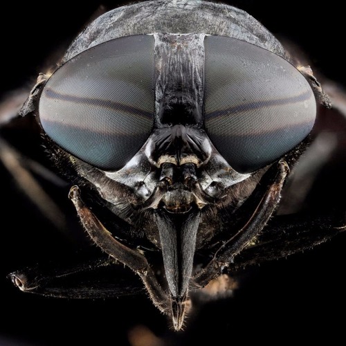 DOOM & RZA - Books Of War (instrumental)