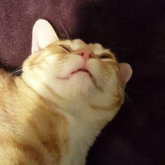 Porpoise Penis Dolphin Fuck (Live)