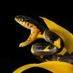 Hotline Bling Freestyle