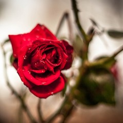 Bed Of Roses - Instrumental Trap Beat