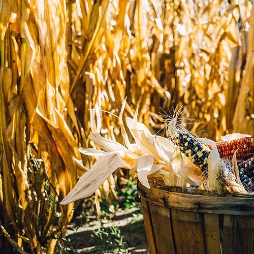 Harvest2(Royalty Free Music)