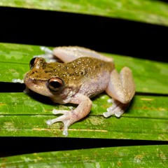 Common Mist Frog - Litoria Rheocola