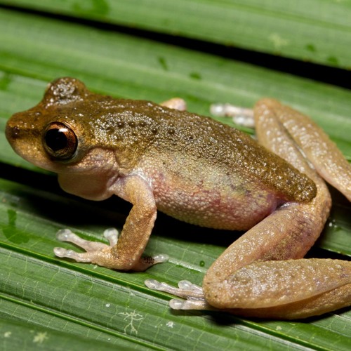 Common Mist Frog - Litoria Rheocola