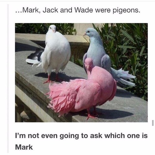 BITCH, I'M FABULOUS!! (Markiplier Remix By PlayHouse)