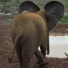 PRAEDITOS - By KONOKUNOK..with Back Up By Spaghetti - Hillbillies-info here