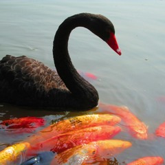 Sax Thing - Ilan Admon