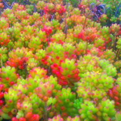 Axel Catalán - La Sangre (Aranemi Rmx)