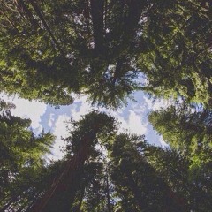 Pines (House Mix)