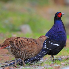 Cover 鳥鳥模仿秀 - 帝雉啾啾啾之美花想聽Diss但賴皮只會帝雉 (中風版)