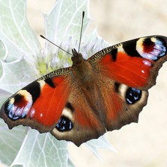 Aglais io