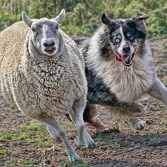 SHEPHERDS AND SHEEP (Be prone...obey to your lord and gimme your back)