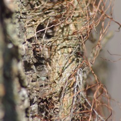 The Vine v3a