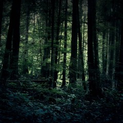 ~Dark Wøøds~