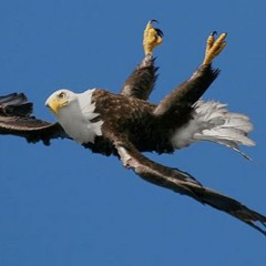 EagleKing's - True Story