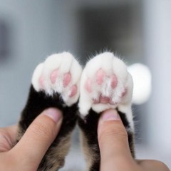 Bassman 500 Ground Lift Tests