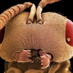 Follow You.....unmastered