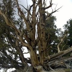 Bristlecone Pine