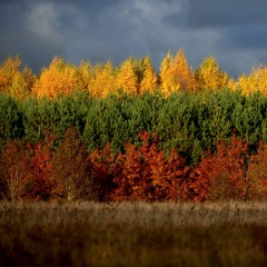 Rondo - Margarita (Dujus & Dwin Remix)