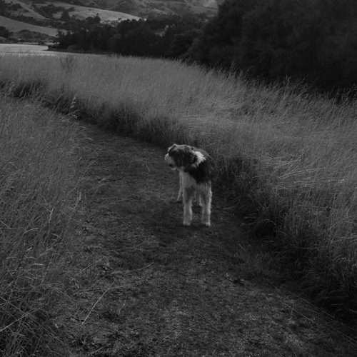 Music from the Aotearoa (cloudlongland) NZ New zealand