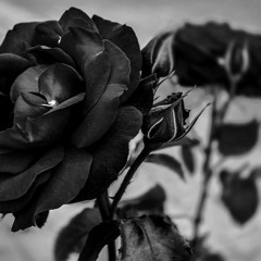 Black Roses 'Ver 2 ' (Clare Bowen Cover) - Amy Clarke & Mark Ferguson