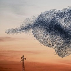 Starling Murmurations