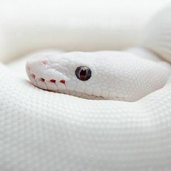 蛇の白色 ~ Undiluted White