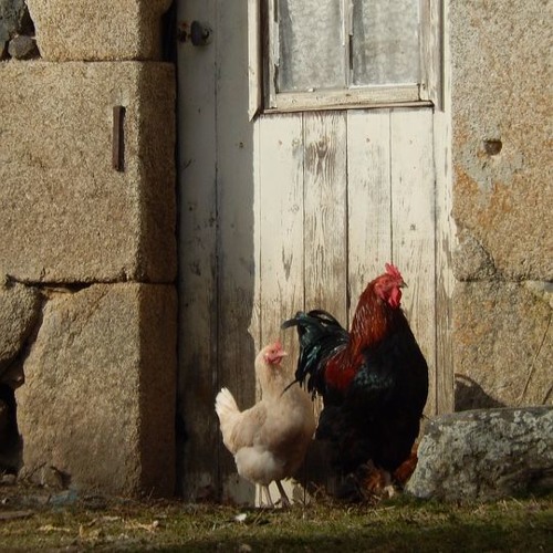 Mazurka Mouillée - musique J-Luc