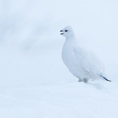 Valkoinen Lintu (The White Bird)