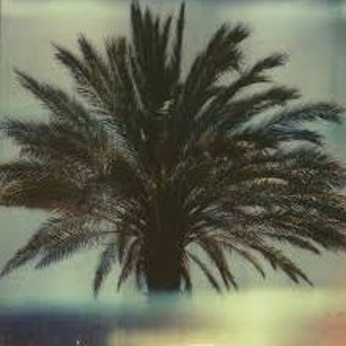 PALM TREES
