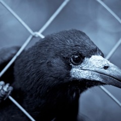 Never more - (Feat  Mandragora) The Raven by Christopher Walken REMIX