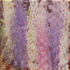 The Baudelaires- Foxglove