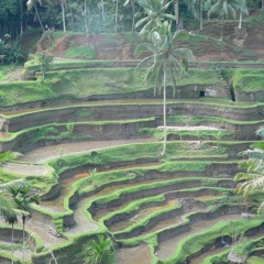 Jangkrik/Crickets Excerpt