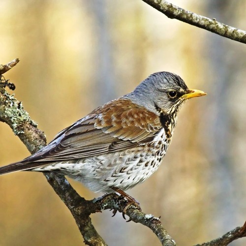 Kramsvogel Alarm