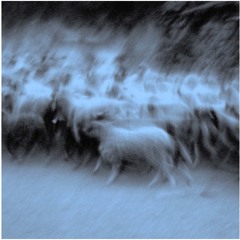 Des Brebis, Des Fileuses de Céline Laurens