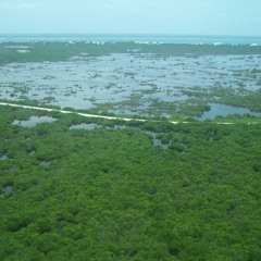 The Swamp Lives On