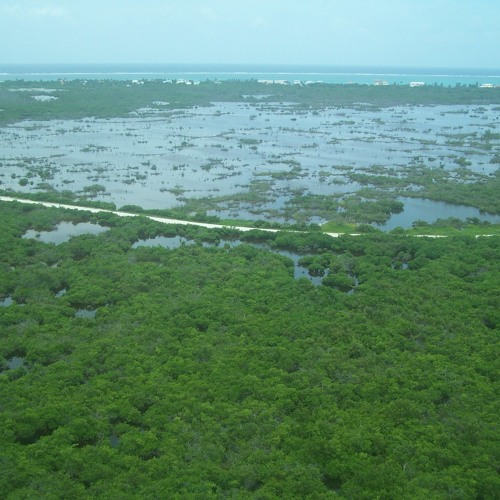 The Swamp Lives On