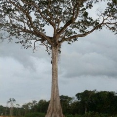 Kankantrie - Dat Ding Is Niet Te Koop