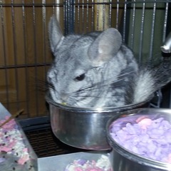 Nickelback - Animals (acapella)