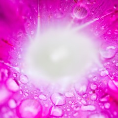 Sloka - Paritráńáya sádhúnáḿ