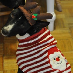 Santa Stole My Girlfriend (originally by The Maine)