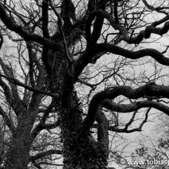 Set #2 Phonophil, 5th_Und Ab!