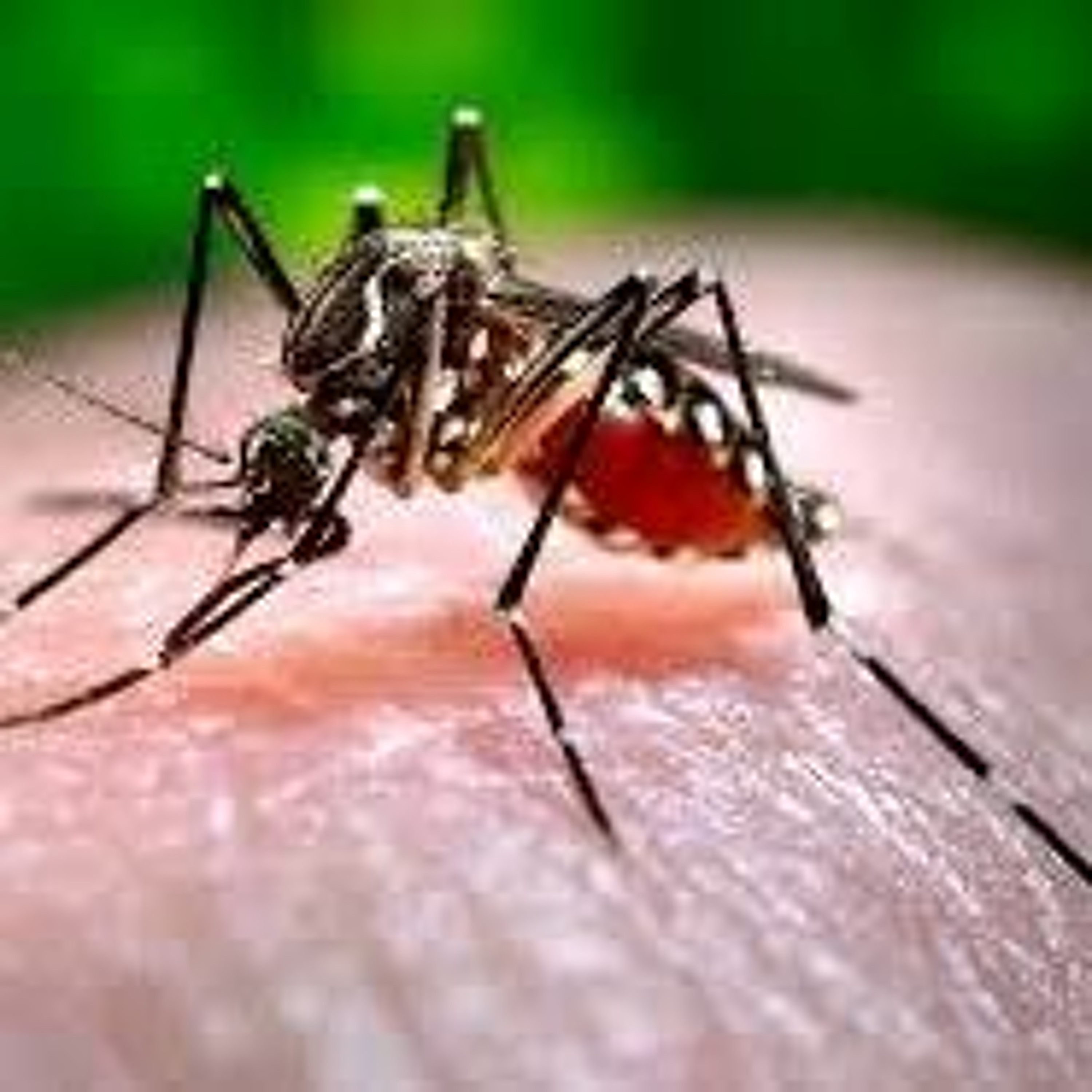 Mosquito harm prevention episode artwork