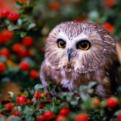 Flora and Fauna
