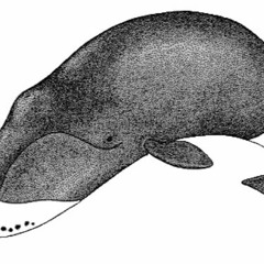 George Crumb - Vox Balaenae (Voice Of The Whale)